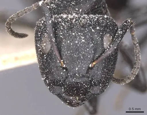 Camponotus olivieri specimen CASENT0911841 image casent0911841_2