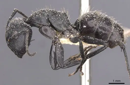 Camponotus olivieri specimen CASENT0911841 image casent0911841_3