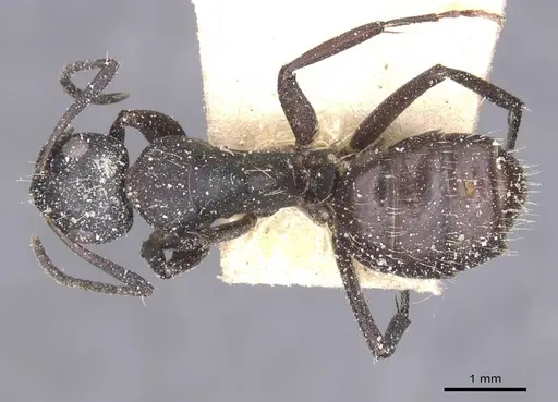 Camponotus olivieri specimen CASENT0911842 image casent0911842_1