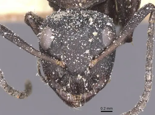 Camponotus olivieri specimen CASENT0911842 image casent0911842_2