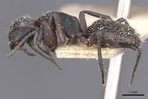 Camponotus olivieri specimen CASENT0911842 image casent0911842_3