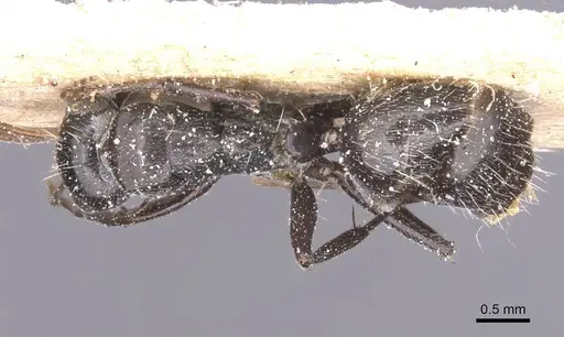 Camponotus olivieri specimen CASENT0911843 image casent0911843_1