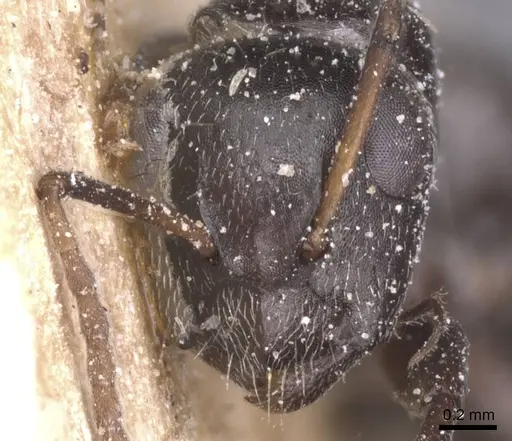 Camponotus olivieri specimen CASENT0911843 image casent0911843_2
