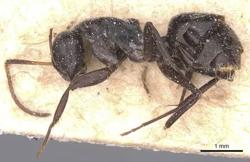 Camponotus olivieri specimen CASENT0911843 image casent0911843_3