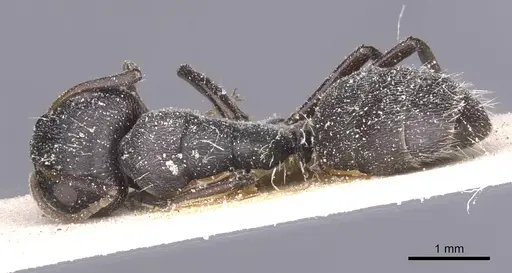 Camponotus olivieri specimen CASENT0911845 image casent0911845_1