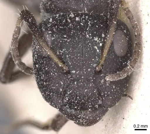 Camponotus olivieri specimen CASENT0911845 image casent0911845_2