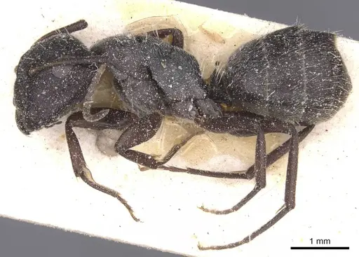 Camponotus olivieri specimen CASENT0911845 image casent0911845_3