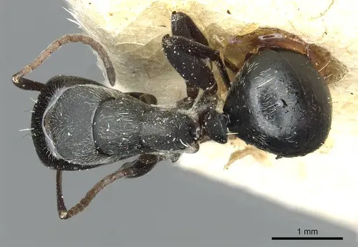 Camponotus olivieri specimen CASENT0913707 image casent0913707_1