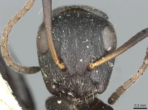 Camponotus olivieri specimen CASENT0913707 image casent0913707_2