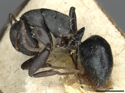 Camponotus olivieri specimen CASENT0913707 image casent0913707_3