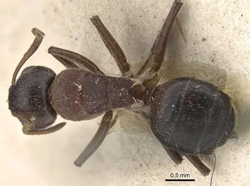 Camponotus olivieri specimen CASENT0922408 image casent0922408_1