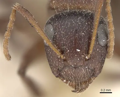 Camponotus olivieri specimen CASENT0922408 image casent0922408_2