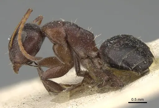 Camponotus olivieri specimen CASENT0922408 image casent0922408_3