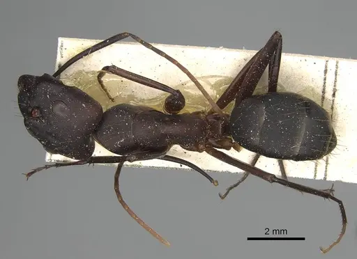 Camponotus olivieri specimen CASENT0922415 image casent0922415_1