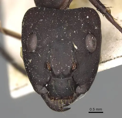 Camponotus olivieri specimen CASENT0922415 image casent0922415_2