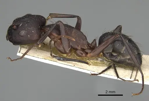 Camponotus olivieri specimen CASENT0922415 image casent0922415_3
