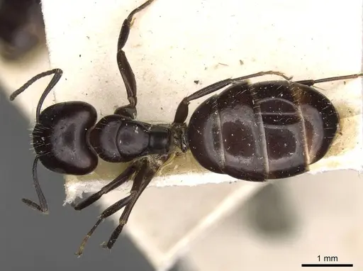 Camponotus ominosus specimen CASENT0910522 image casent0910522_1