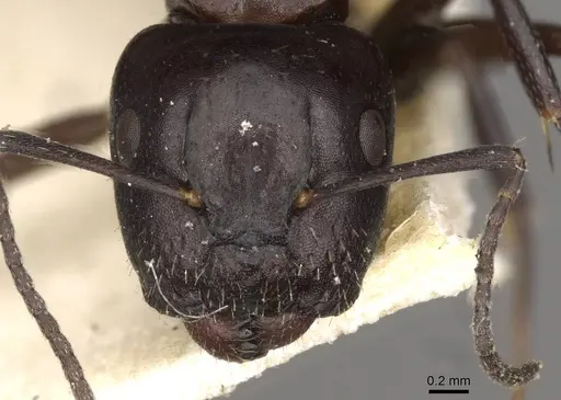 Camponotus ominosus specimen CASENT0910522 image casent0910522_2