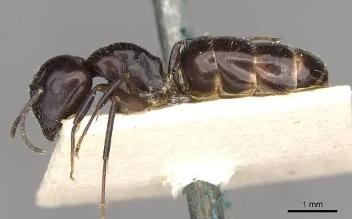 Camponotus ominosus specimen CASENT0910522 image casent0910522_3