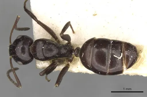 Camponotus ominosus specimen CASENT0910523 image casent0910523_1