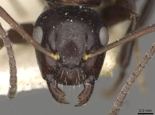 Camponotus ominosus specimen CASENT0910523 image casent0910523_2