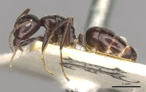 Camponotus ominosus specimen CASENT0910523 image casent0910523_3