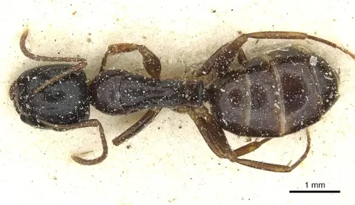 Camponotus orinobates specimen CASENT0911874 image casent0911874_1