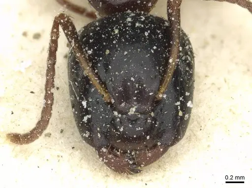 Camponotus orinobates specimen CASENT0911874 image casent0911874_2