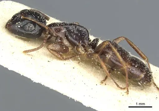 Camponotus orinobates specimen CASENT0911874 image casent0911874_3