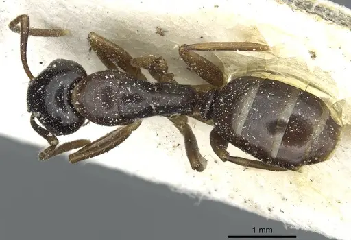 Camponotus orinobates specimen CASENT0911875 image casent0911875_1