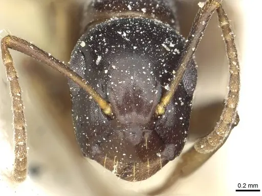 Camponotus orinobates specimen CASENT0911875 image casent0911875_2