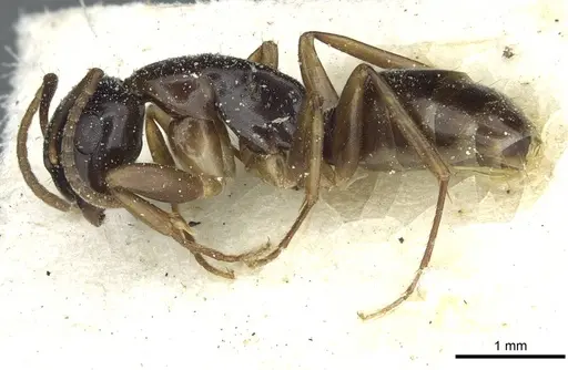 Camponotus orinobates specimen CASENT0911875 image casent0911875_3
