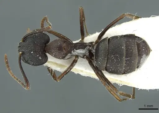 Camponotus orinus specimen CASENT0911644 image casent0911644_1