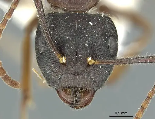 Camponotus orinus specimen CASENT0911644 image casent0911644_2