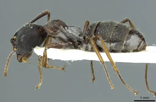 Camponotus orinus specimen CASENT0911644 image casent0911644_3