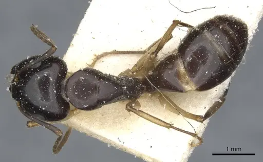 Camponotus orites specimen CASENT0903506 image casent0903506_1