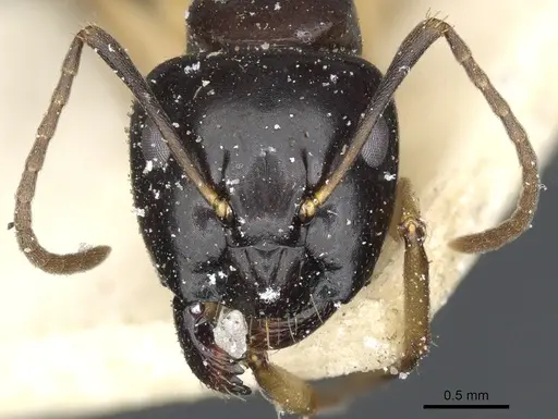 Camponotus orites specimen CASENT0903506 image casent0903506_2