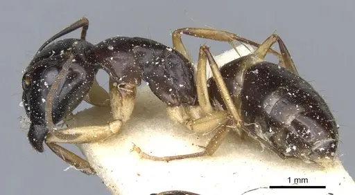 Camponotus orites specimen CASENT0903506 image casent0903506_3