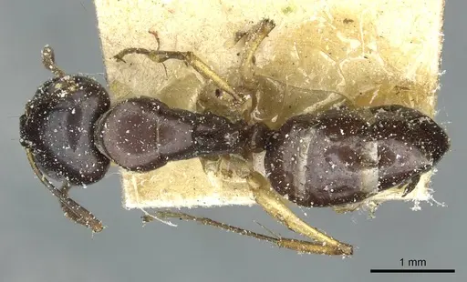 Camponotus orites specimen CASENT0911876 image casent0911876_1