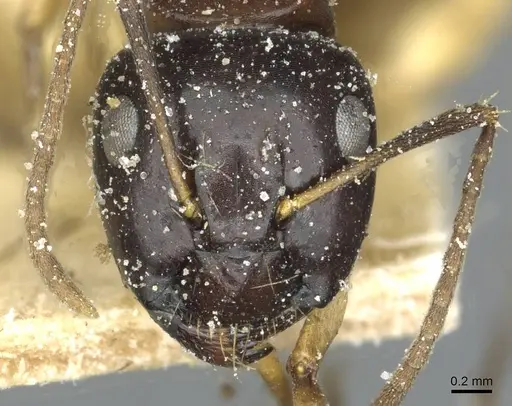 Camponotus orites specimen CASENT0911876 image casent0911876_2