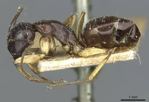 Camponotus orites specimen CASENT0911876 image casent0911876_3