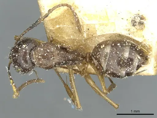 Camponotus orites specimen CASENT0911877 image casent0911877_1