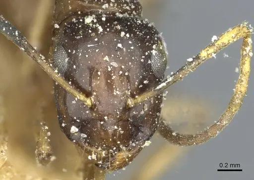 Camponotus orites specimen CASENT0911877 image casent0911877_2