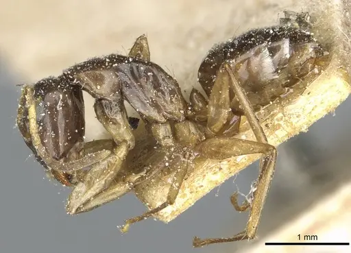 Camponotus orites specimen CASENT0911877 image casent0911877_3