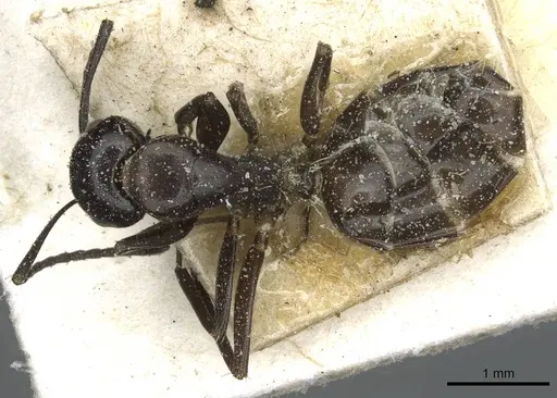 Camponotus orites specimen CASENT0911878 image casent0911878_1