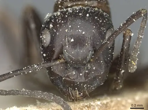 Camponotus orites specimen CASENT0911878 image casent0911878_2