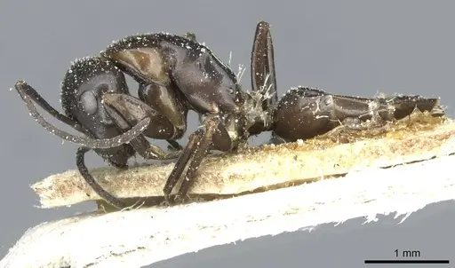 Camponotus orites specimen CASENT0911878 image casent0911878_3