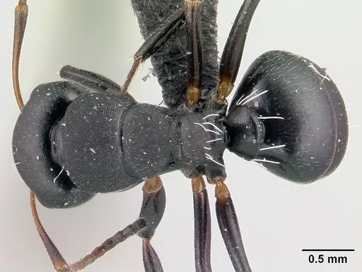 Camponotus orombe specimen CASENT0121500 image casent0121500_1