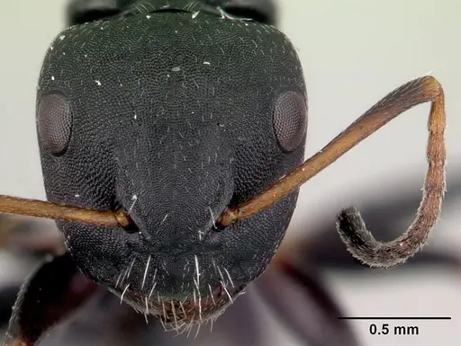 Camponotus orombe specimen CASENT0121500 image casent0121500_2