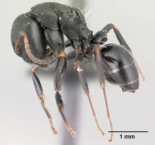 Camponotus orombe specimen CASENT0121500 image casent0121500_3